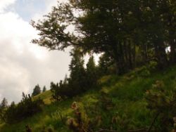 2013-07-07_Kotalm-Jochberg (217).JPG